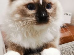 -东方名猫馆·英短金渐层布偶猫舍(环线广场1号楼店)