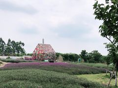 -紫颐香薰山谷景区