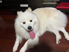 -剧狐剧本杀(徐汇1号店)