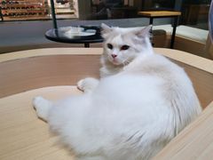 -瞄一喵猫咖(格力海岸店)