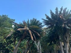 -中国科学院西双版纳热带植物园