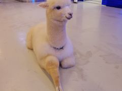 -Blue Concept Cafe&Farm·關於藍