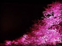 -枫花园汽车电影院(朝阳公园店)