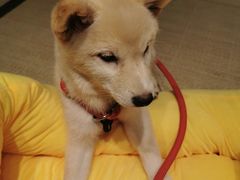 -逗柴咖啡屋·狗咖猫咖宠物桌游