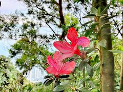 -梧桐山风景名胜区