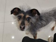 -瑞鹏宠物医院犬猫全科(真大分院)