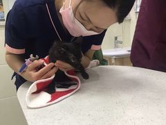-瑞鹏宠物医院·微创内窥镜·骨外科·牙科(翠竹分院)