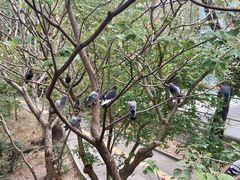 -狮子山郊野公园