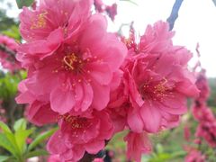 -南国桃园旅游度假区