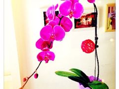 iphone_upload_pic-FEI FEI FLOWER鲜花店·气球派对·宝宝宴布置(虹口德必运动Loft店)