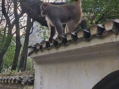 -黔灵山公园