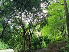 -广州市帽峰山景区