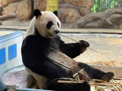 -广州长隆野生动物世界