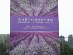 -北京东方普罗旺斯薰衣草庄园