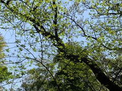 -上海佘山国家森林公园西佘山园