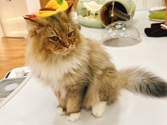 -COLOR PETS 撸猫馆·购猫·猫咖(长风大悦城店)