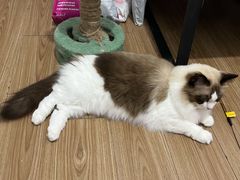 -钦宠·猫咪售卖·洗护·寄养(东圃旗舰店)