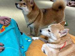 -逗柴咖啡屋·狗咖猫咖宠物桌游