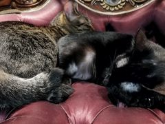 -more than meow吴止猫主题餐厅(承德 中船汇店)