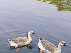 -石家庄市动物园