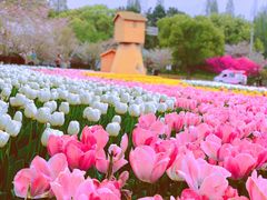 -苏州上方山国家森林公园