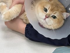 -北京观赏动物医院·24小时大型综合·猫专科·异宠专科