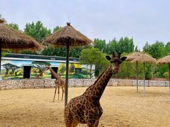 -北京野生动物园