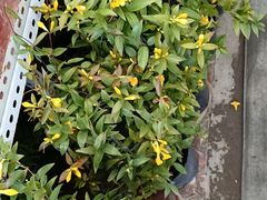 -金科花卉市场