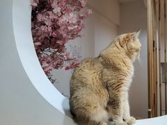 -柴迷FANS CLUB·柴犬狗咖·猫咖