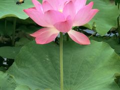 -石家庄市植物园