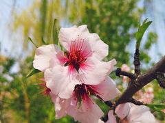 -大兴滨河森林公园