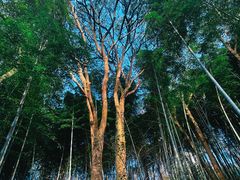 -上海佘山国家森林公园西佘山园