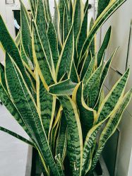 -FUTURE HN男士发型风格设计