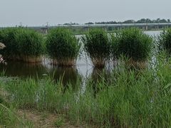 -绿堤公园