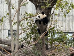 -成都大熊猫繁育研究基地