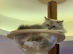 -滚猫咖啡·猫咖·猫友好撸猫(未来城店)