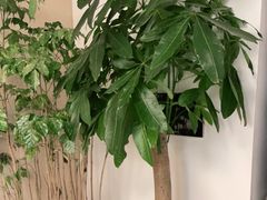-感智盲人按摩·艾灸·肩颈SPA(岗厦店)