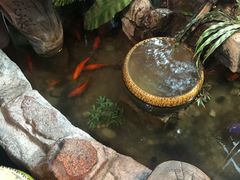 -东巴婆婆云南鱼豆花火锅(大东门店)