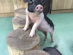 -藦茜花园宠物主题亲子互动体验馆(国顺东路店)