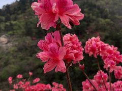 -木兰云雾山