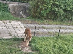 -深圳野生动物园