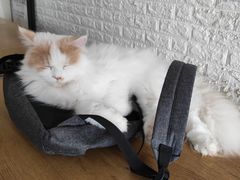 -平行世界·猫咖(首经贸店)