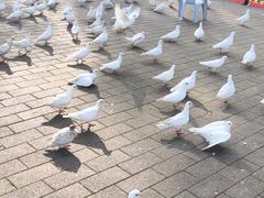 -野狸岛