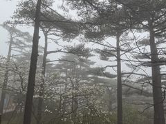 -黄山白云宾馆