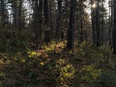 -五营红松林海景区