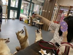 -柴源莊·柴小宠柴犬咖啡
