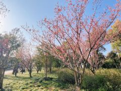 -广富林郊野公园