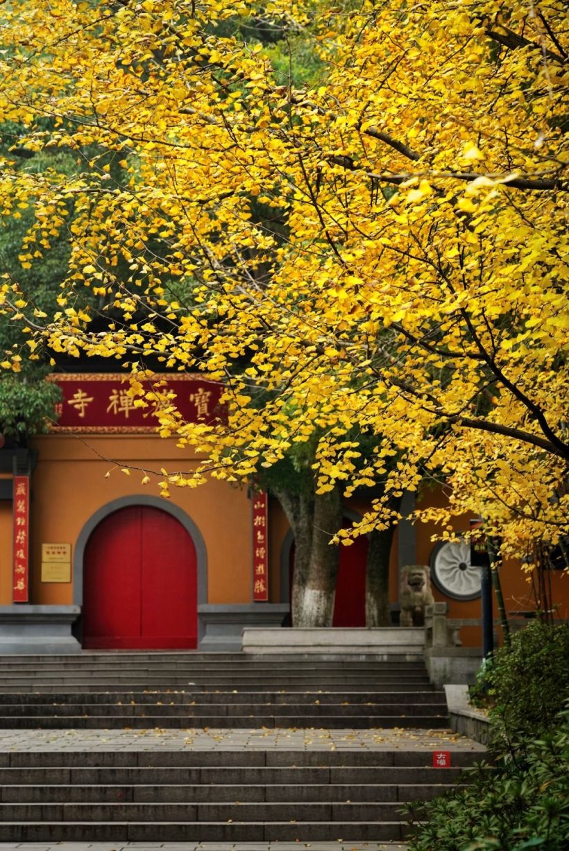 苏州宝岩禅寺,佛界与银杏,空灵圣地衬映生辉的金黄色,昭示着彼此的