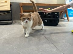 -伟伟宠物医院·CT影像中心·瑞派犬猫综合性门诊(汉口总院)