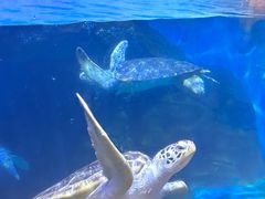 -海合安武汉极地海洋公园